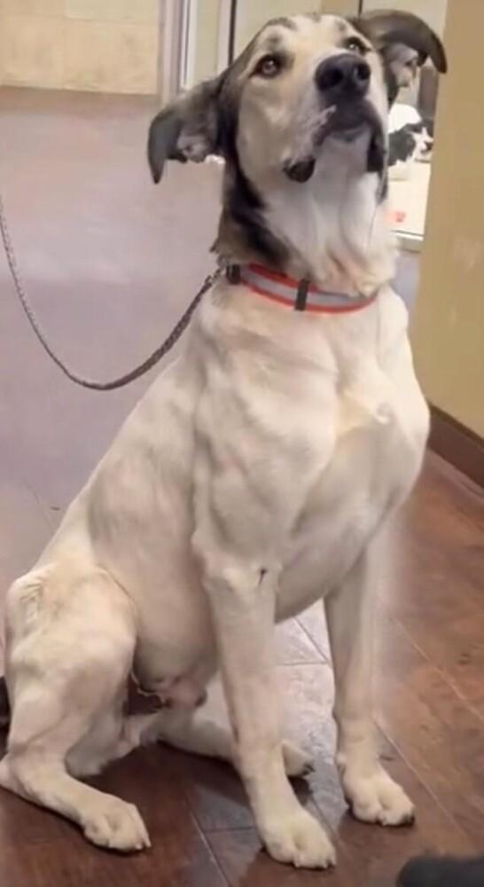 Enlarge Rocky, a Adoptable mixed breed in Dallas, TX image 4/4