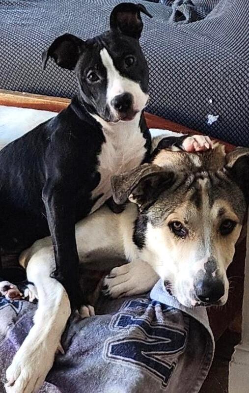 Enlarge Rocky, a Adoptable mixed breed in Dallas, TX image 6/6