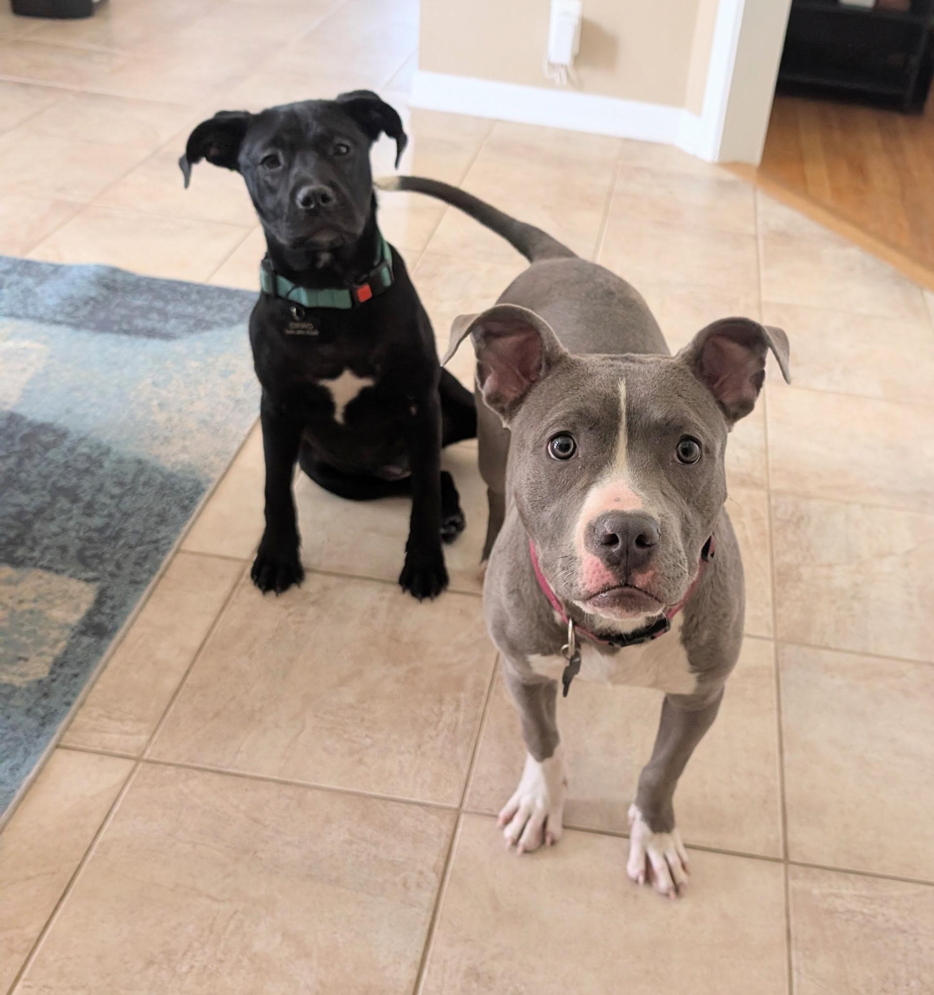 Willow, an adopted mixed breed in Macomb, MI image 2/5