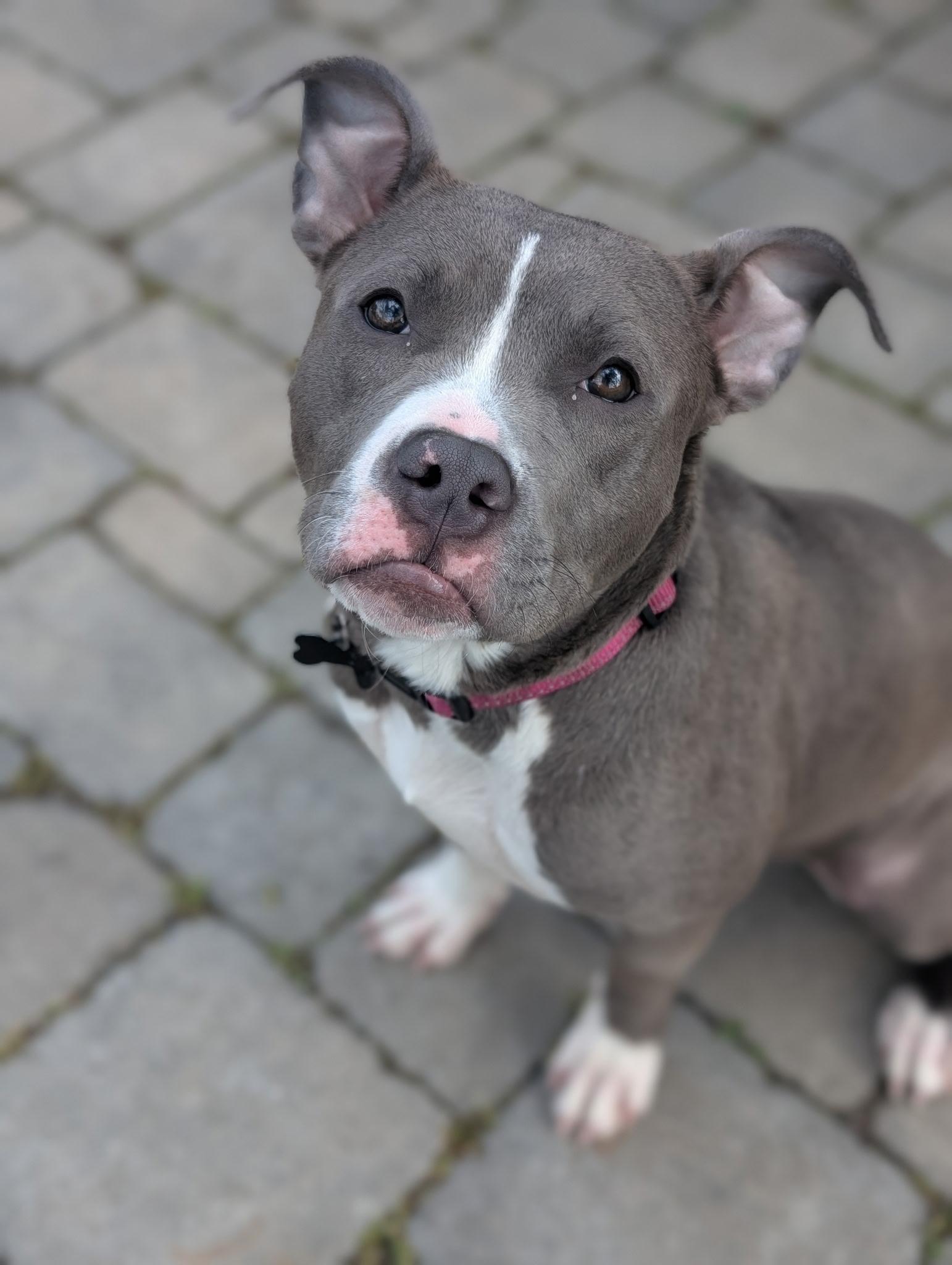 Willow, an adopted mixed breed in Macomb, MI image 1/5