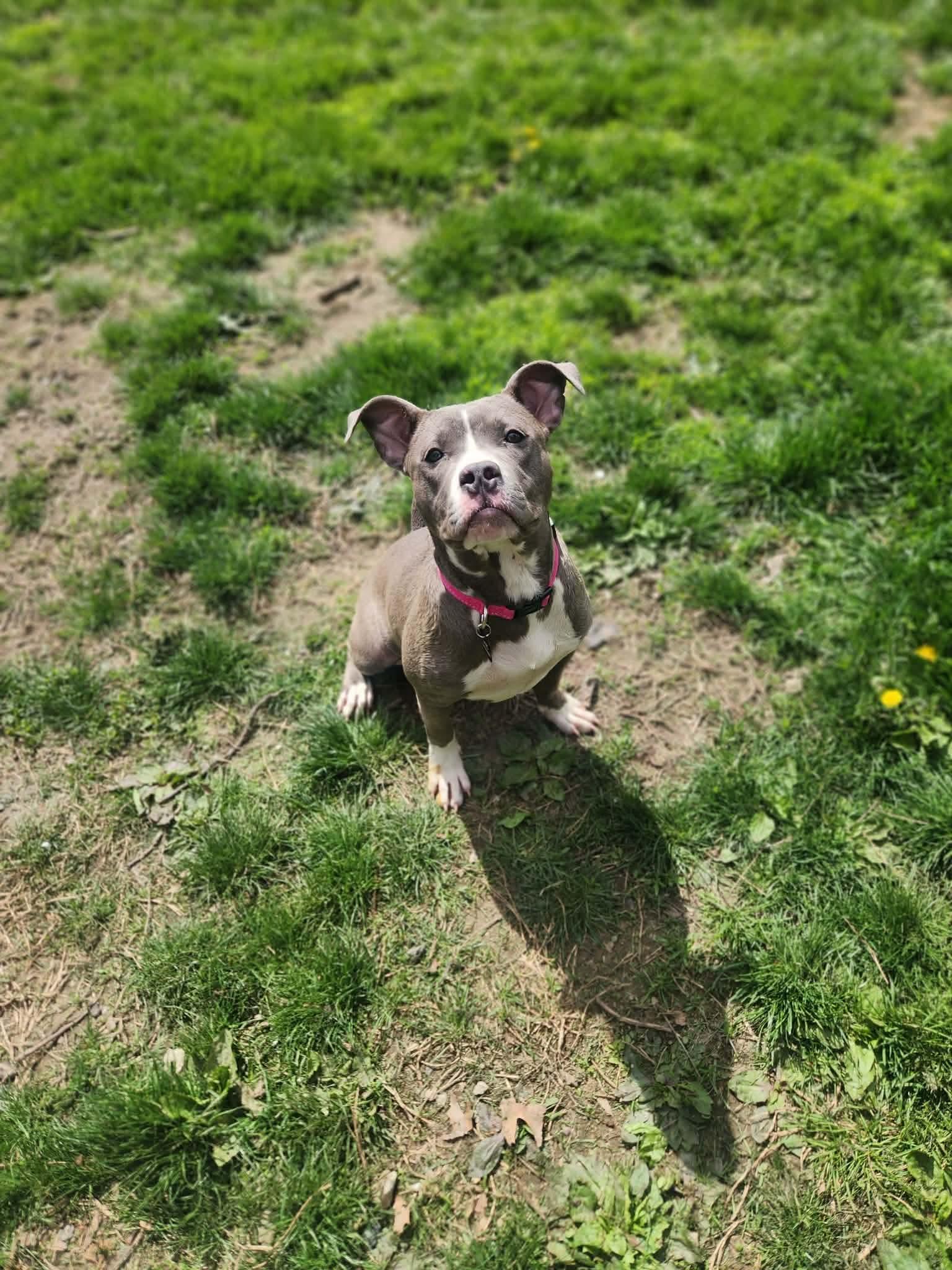 Willow, an adopted mixed breed in Macomb, MI image 5/5