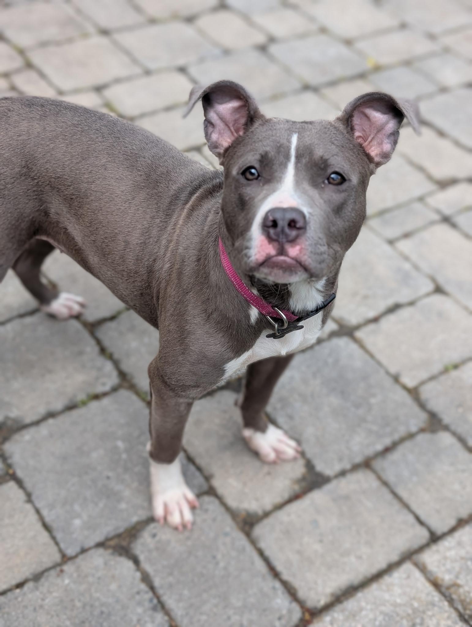 Willow, an adopted mixed breed in Macomb, MI image 3/5