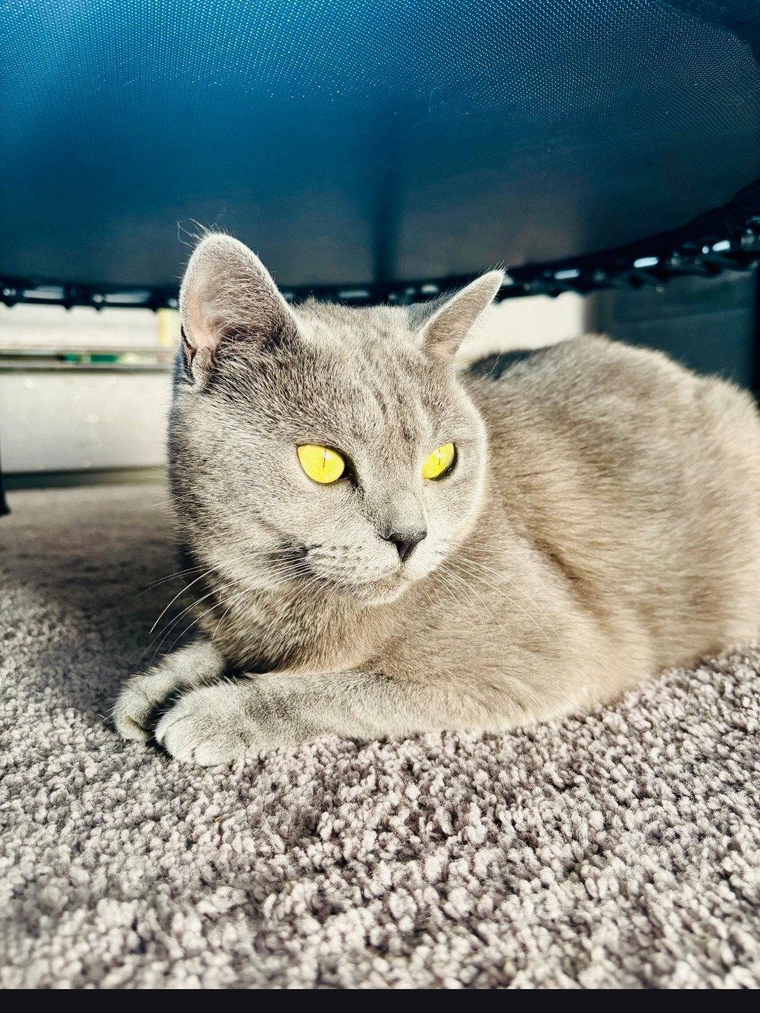 Starla, Adoptable, Adult Female Domestic Short Hair.