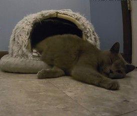 Starla, Adoptable, Adult Female Domestic Short Hair.