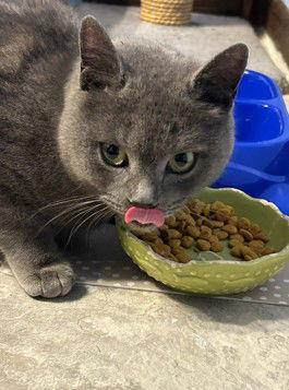 Enlarge Starla, a Adoptable Domestic Short Hair in Wheaton, IL image 2/3