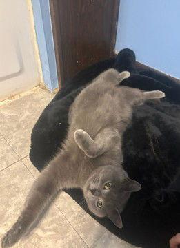 Enlarge Starla, a Adoptable Domestic Short Hair in Wheaton, IL image 3/3