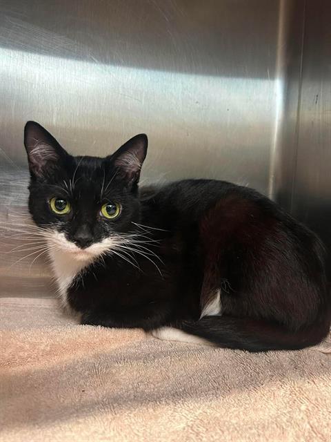 LOUISA, Adoptable, Young Female Domestic Short Hair.