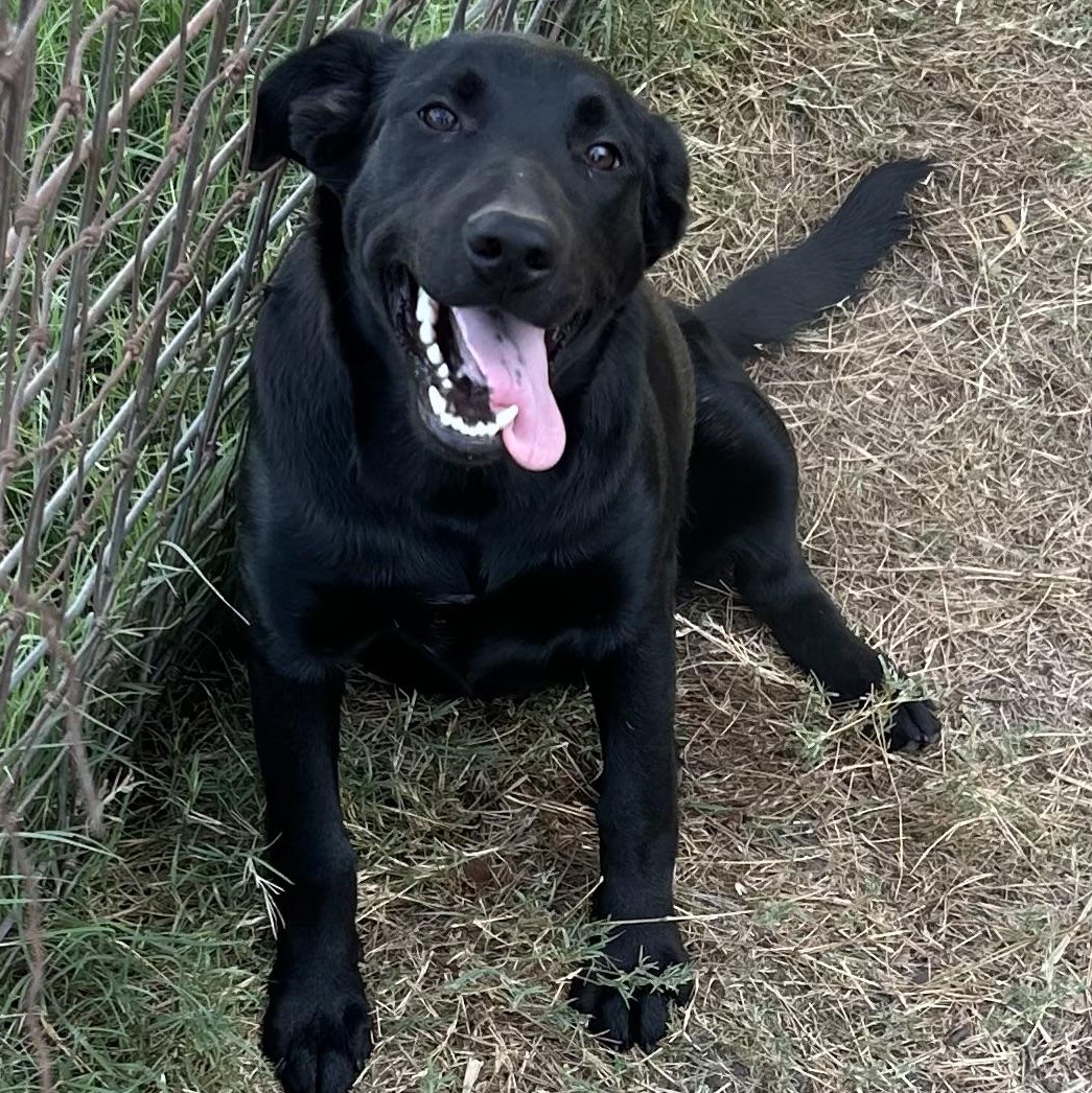Enlarge Luna, a Adoptable mixed breed in Pittsburgh, PA image 1/6