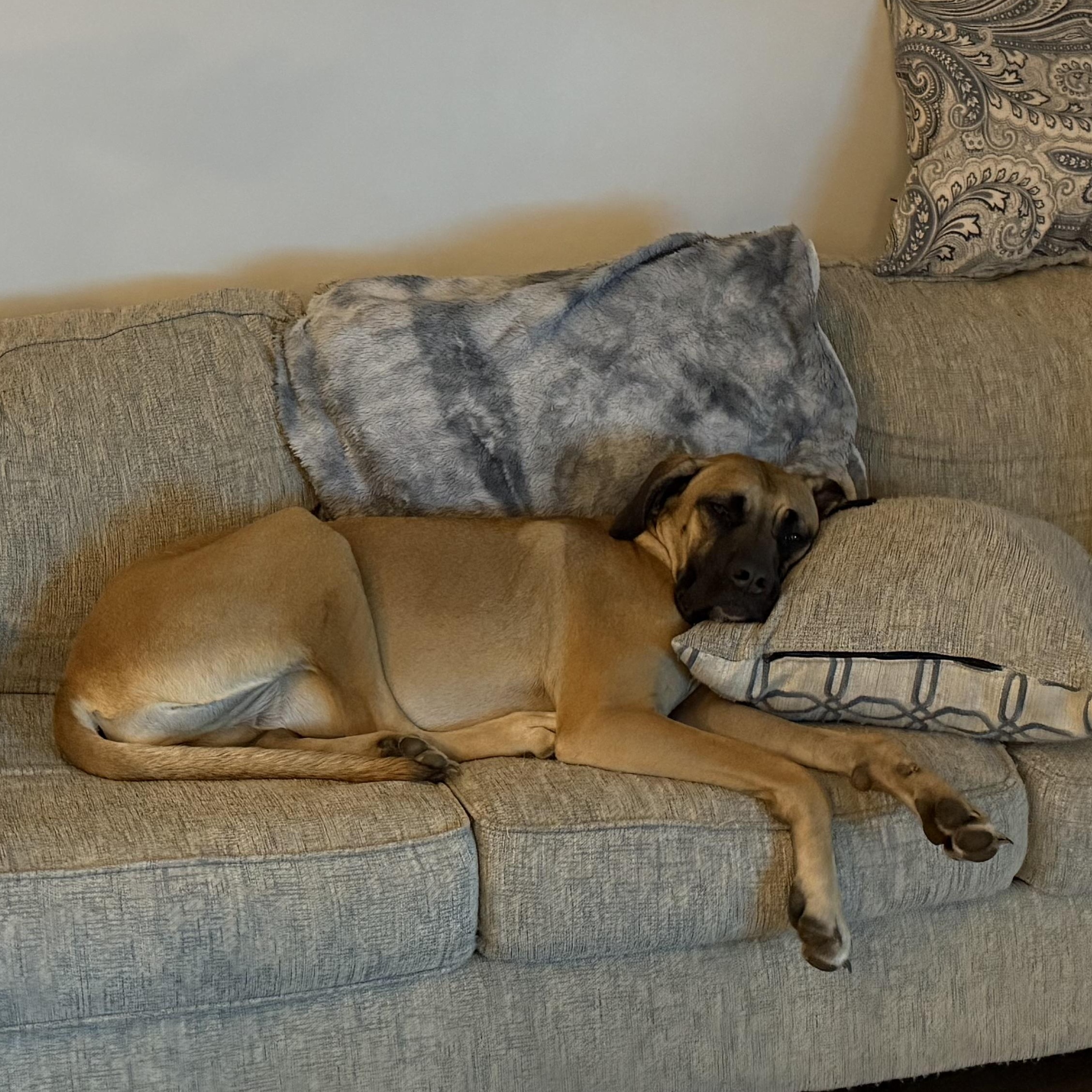 Enlarge Sadie Lou, a ADOPTABLE mixed breed in Gadsden, AL image 2/6