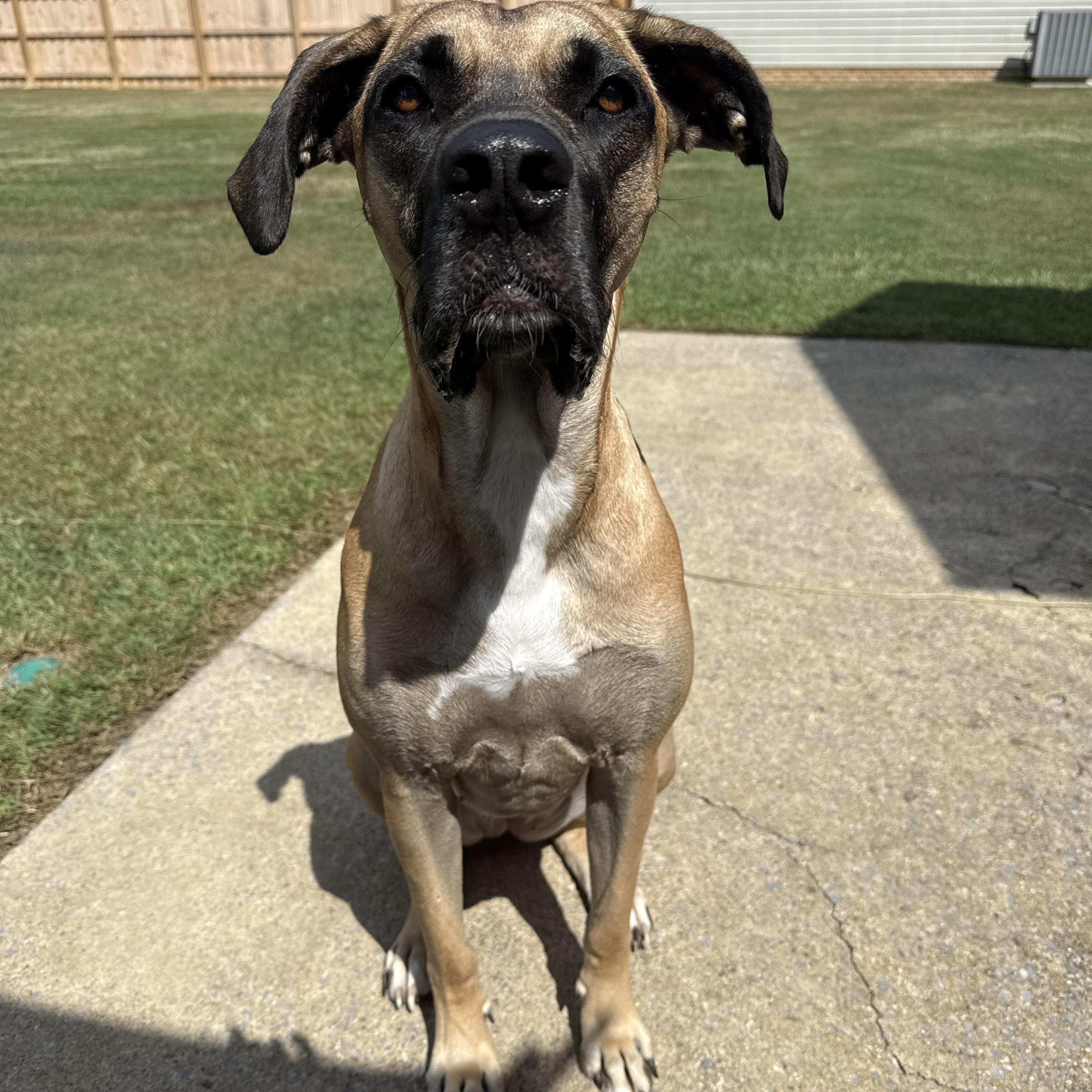 Enlarge Sadie, a Adoptable mixed breed in Gadsden, AL image 5/6