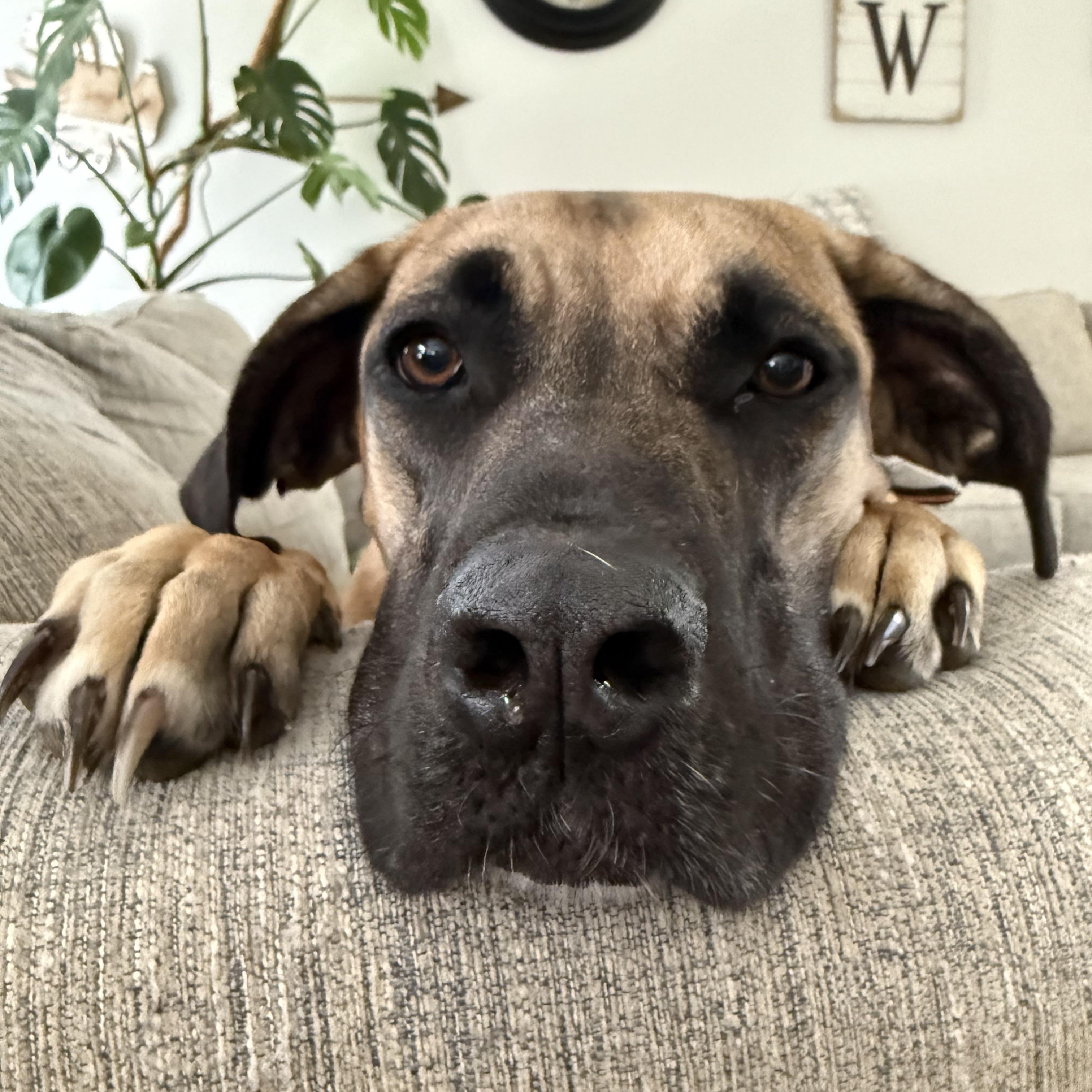Enlarge Sadie Lou, a ADOPTABLE mixed breed in Gadsden, AL image 1/6