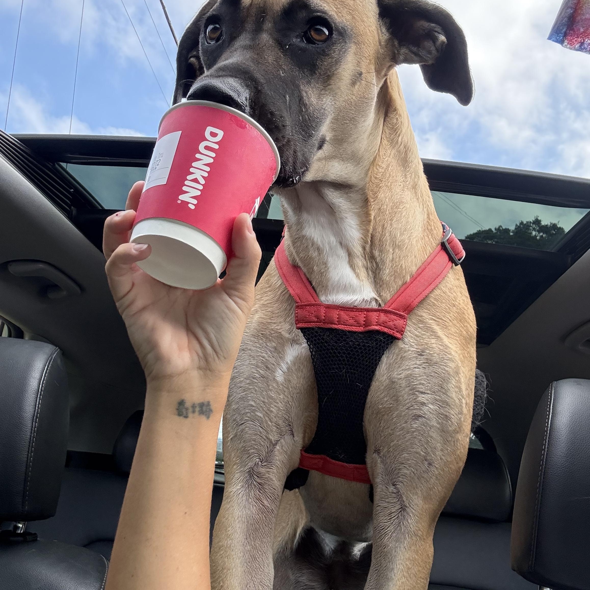Enlarge Sadie Lou, a ADOPTABLE mixed breed in Gadsden, AL image 4/6