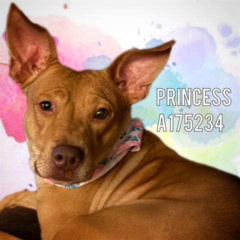 Enlarge PRINCESS, a Adoptable mixed breed in Tulsa, OK image 1/1