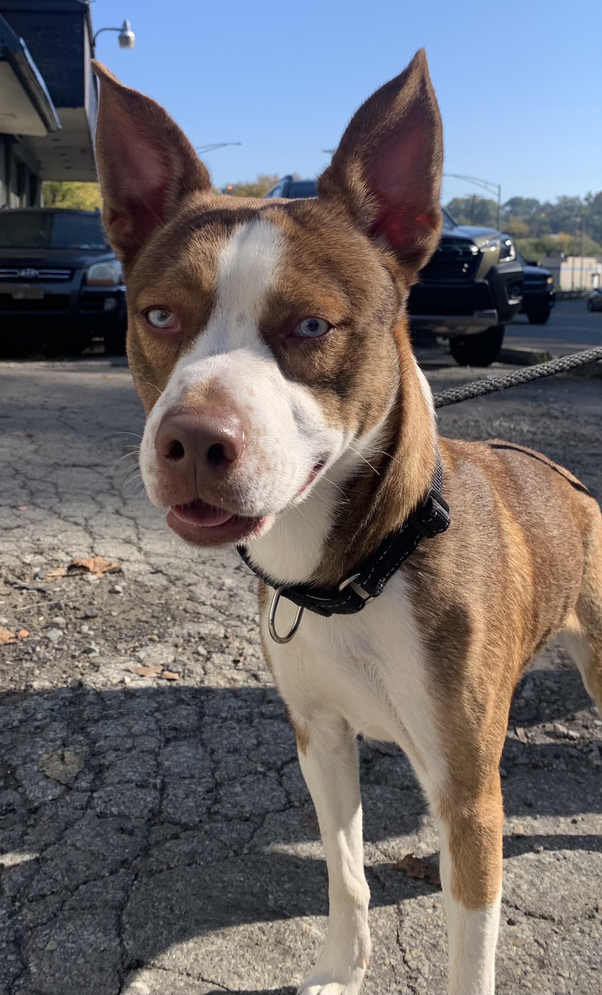 Dog for adoption Baby blue eyes, a Mixed Breed in McKeesport, PA