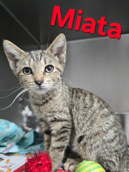 Miata, Adoptable, Young Female Domestic Short Hair.