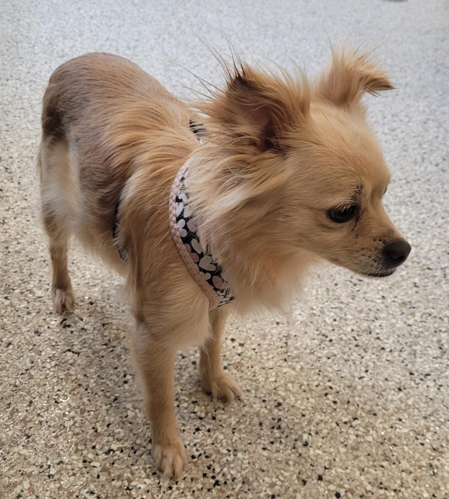 Moon, Adoptable, Adult Female Pomeranian.