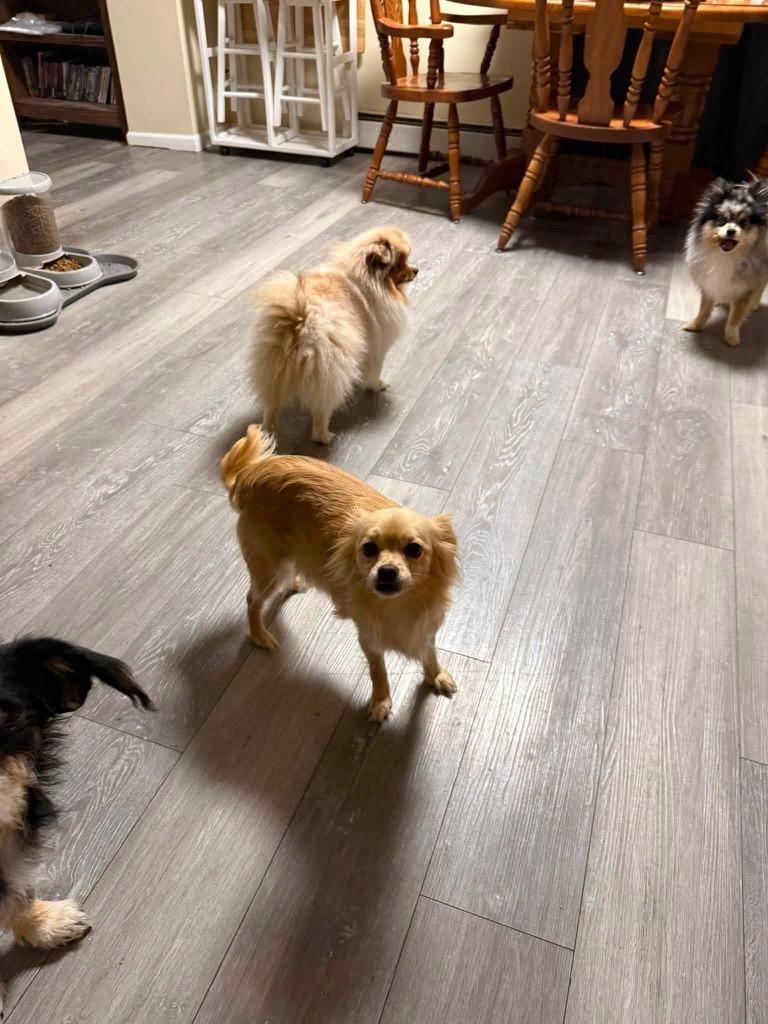 Moon, a Adoptable Pomeranian in Grand Rapids, MN image 2/3
