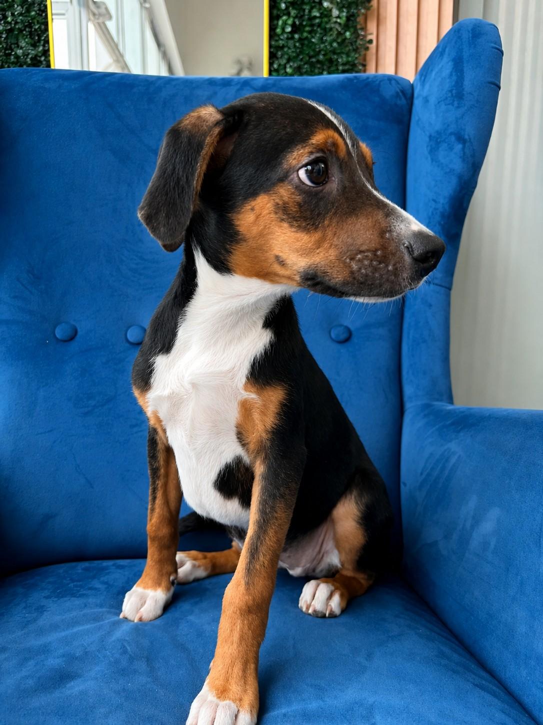 Mimi Roo, a ADOPTABLE mixed breed in Poway, CA image 4/4