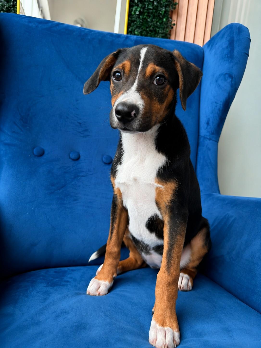 Mimi Roo, a ADOPTABLE mixed breed in Poway, CA image 3/4