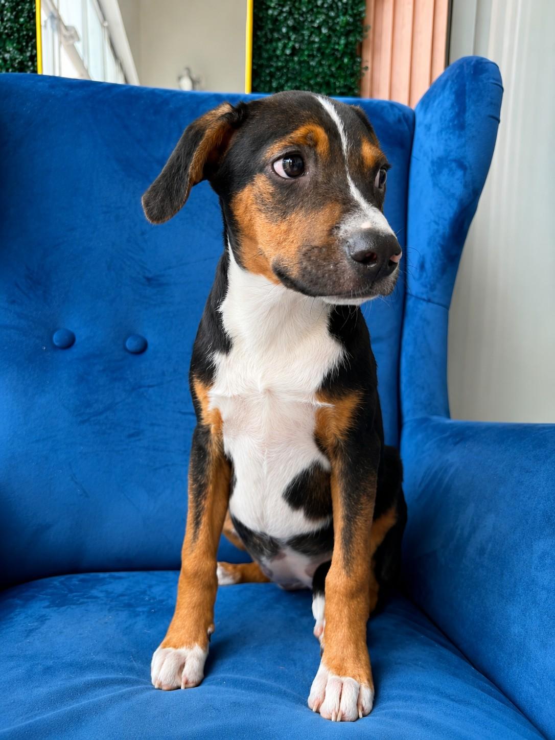 Mimi Roo, a ADOPTABLE mixed breed in Poway, CA image 2/4