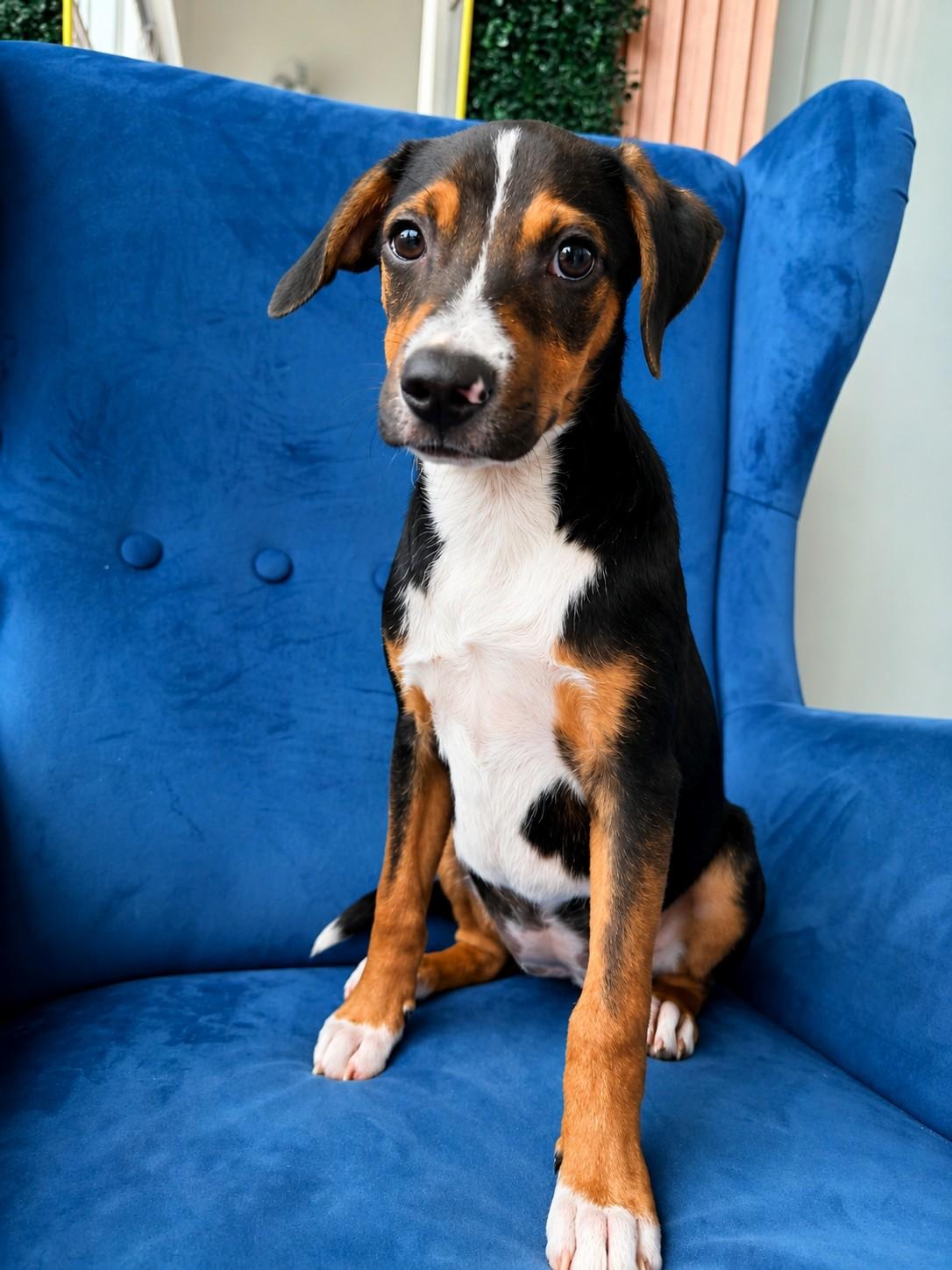 Mimi Roo, a ADOPTABLE mixed breed in Poway, CA image 1/4