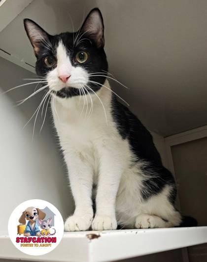 Chuck Norris, Adoptable, Adult Male Domestic Short Hair & Domestic Short Hair.