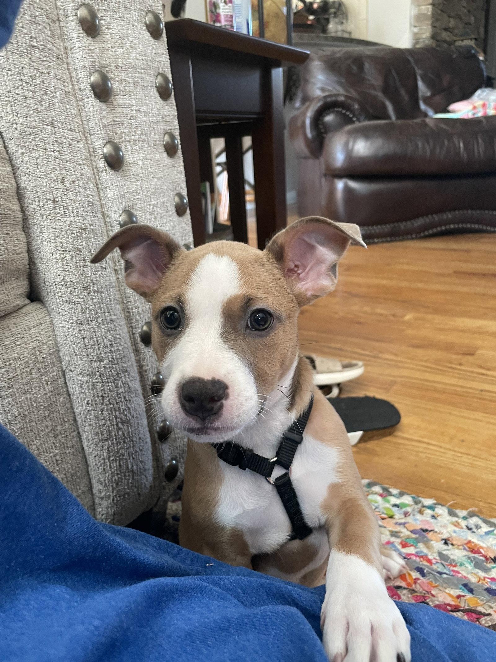 Enlarge Charlie, a Adoptable Mixed Breed in Ball Ground, GA image 2/3