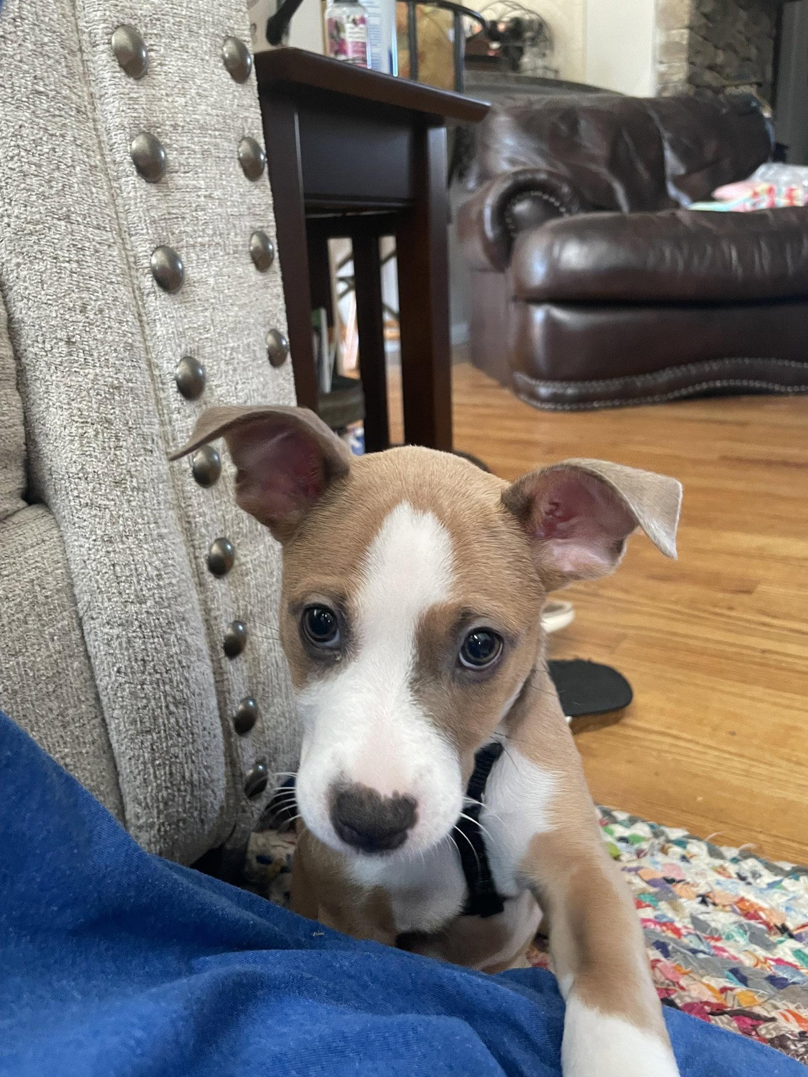 Enlarge Charlie, a Adoptable Mixed Breed in Ball Ground, GA image 3/3