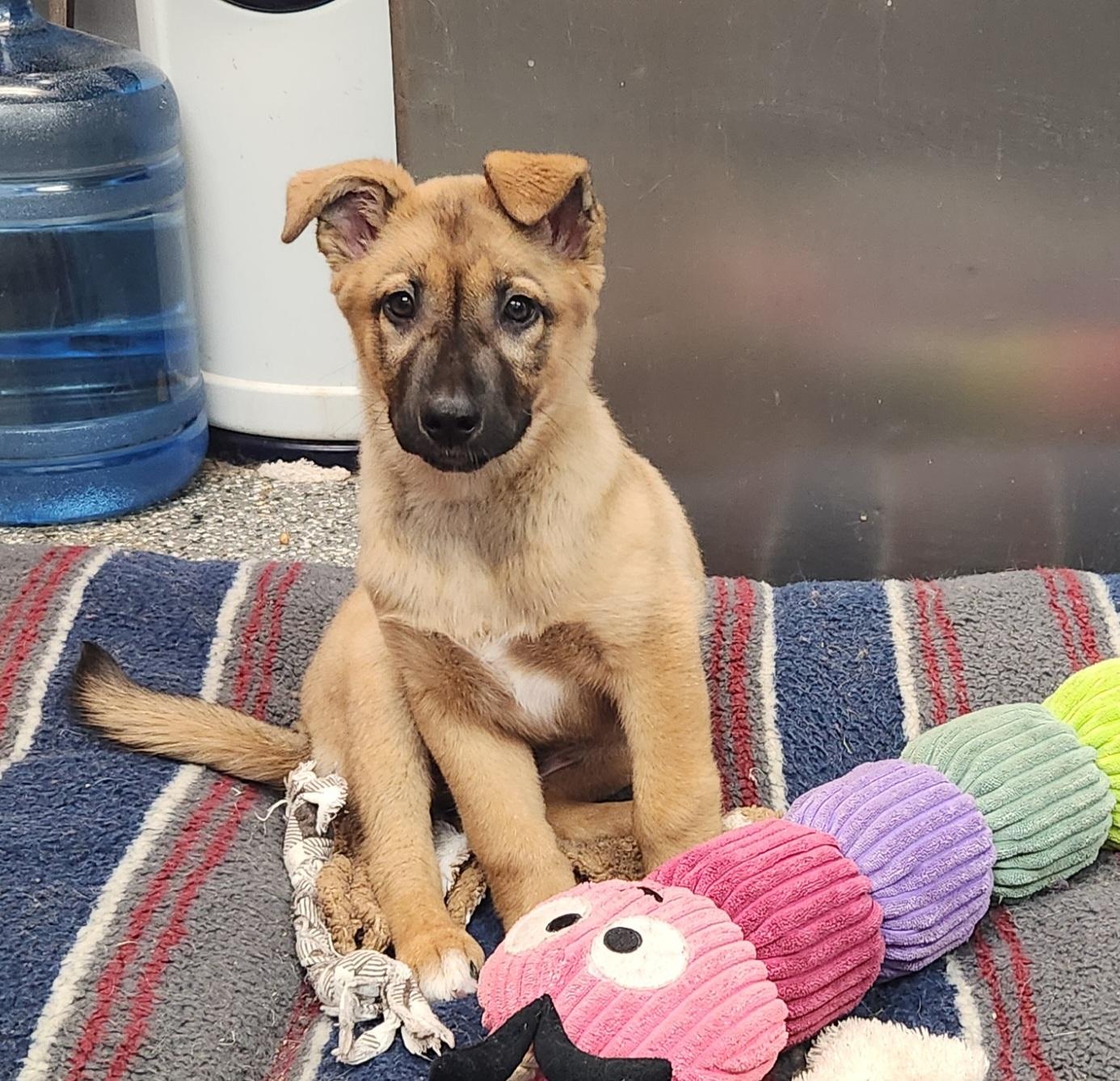 Arlo, a ADOPTABLE mixed breed in Siloam Springs, AR image 2/3