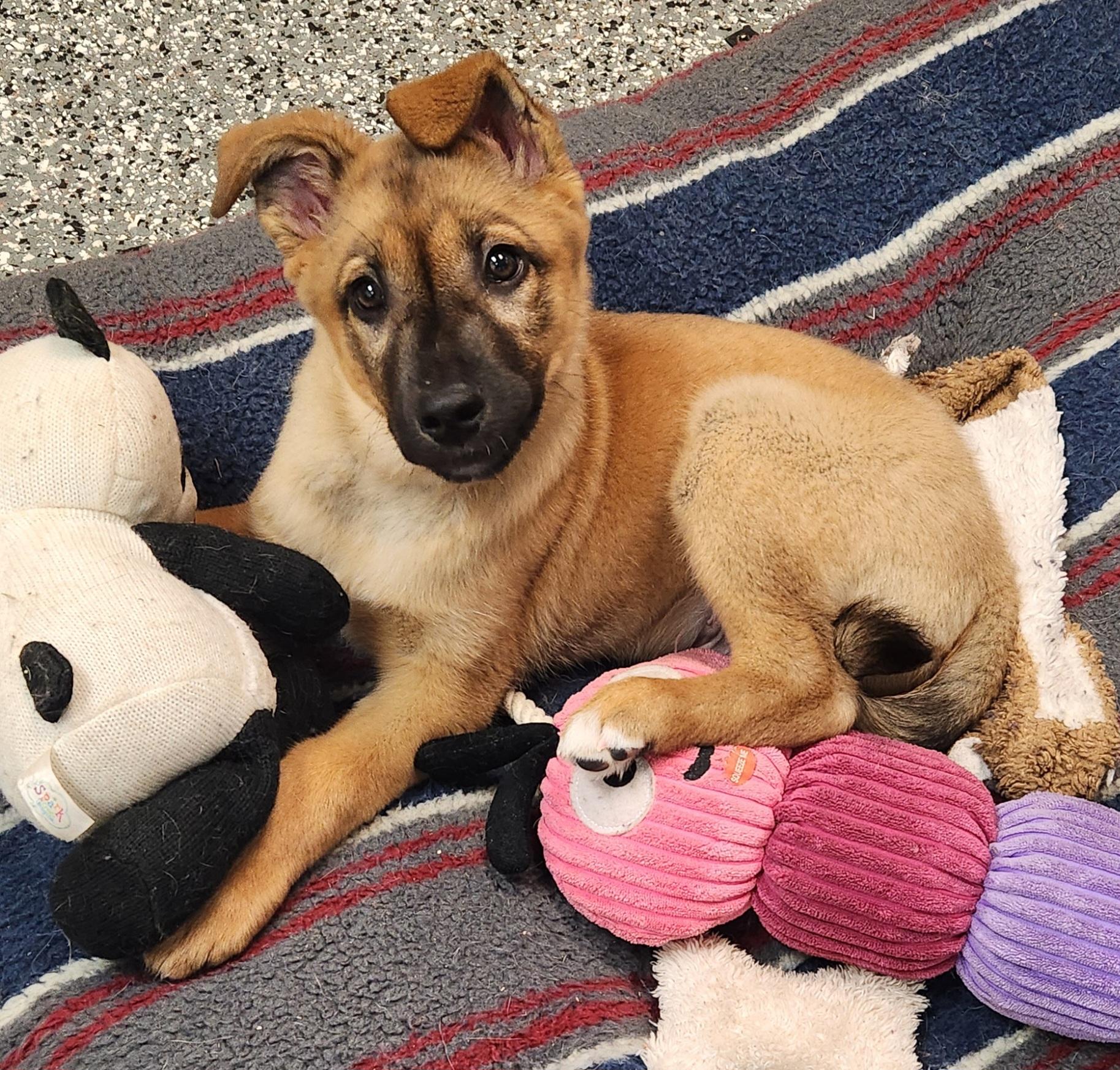 Arlo, ADOPTABLE, Puppy Male Belgian Shepherd / Malinois.