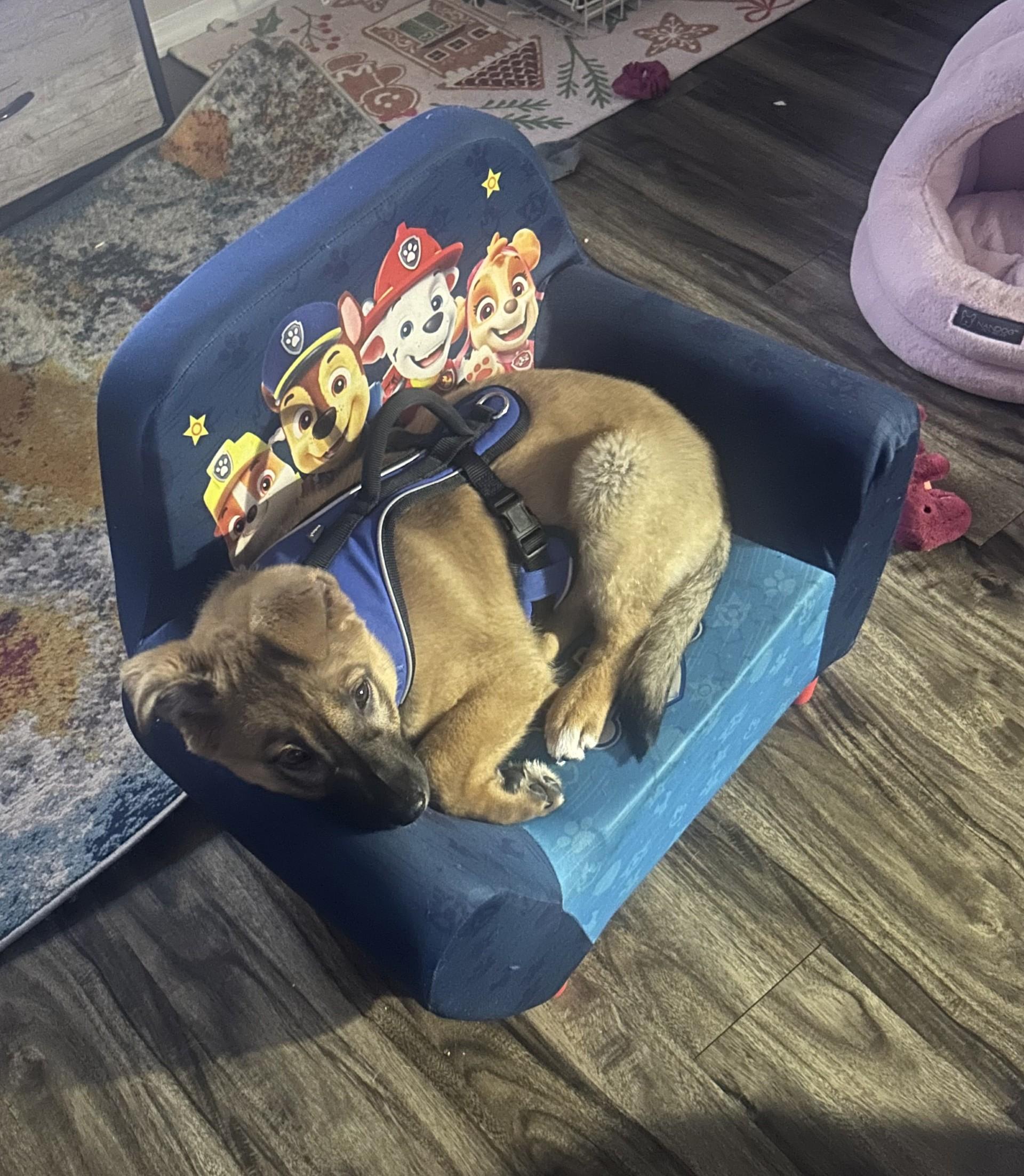 Arlo, a ADOPTABLE mixed breed in Siloam Springs, AR image 3/3