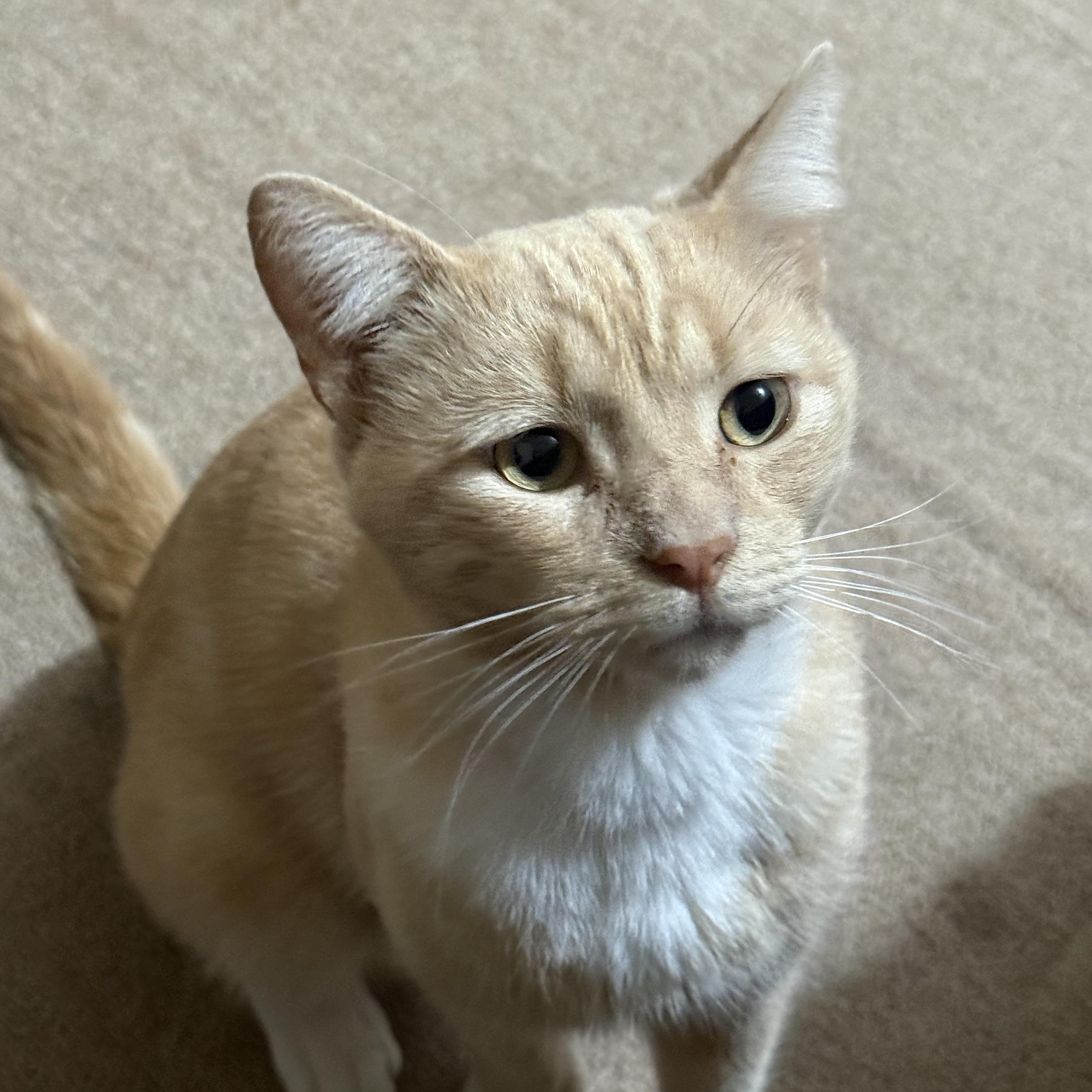 Ford, Adoptable, Adult Male Domestic Short Hair.