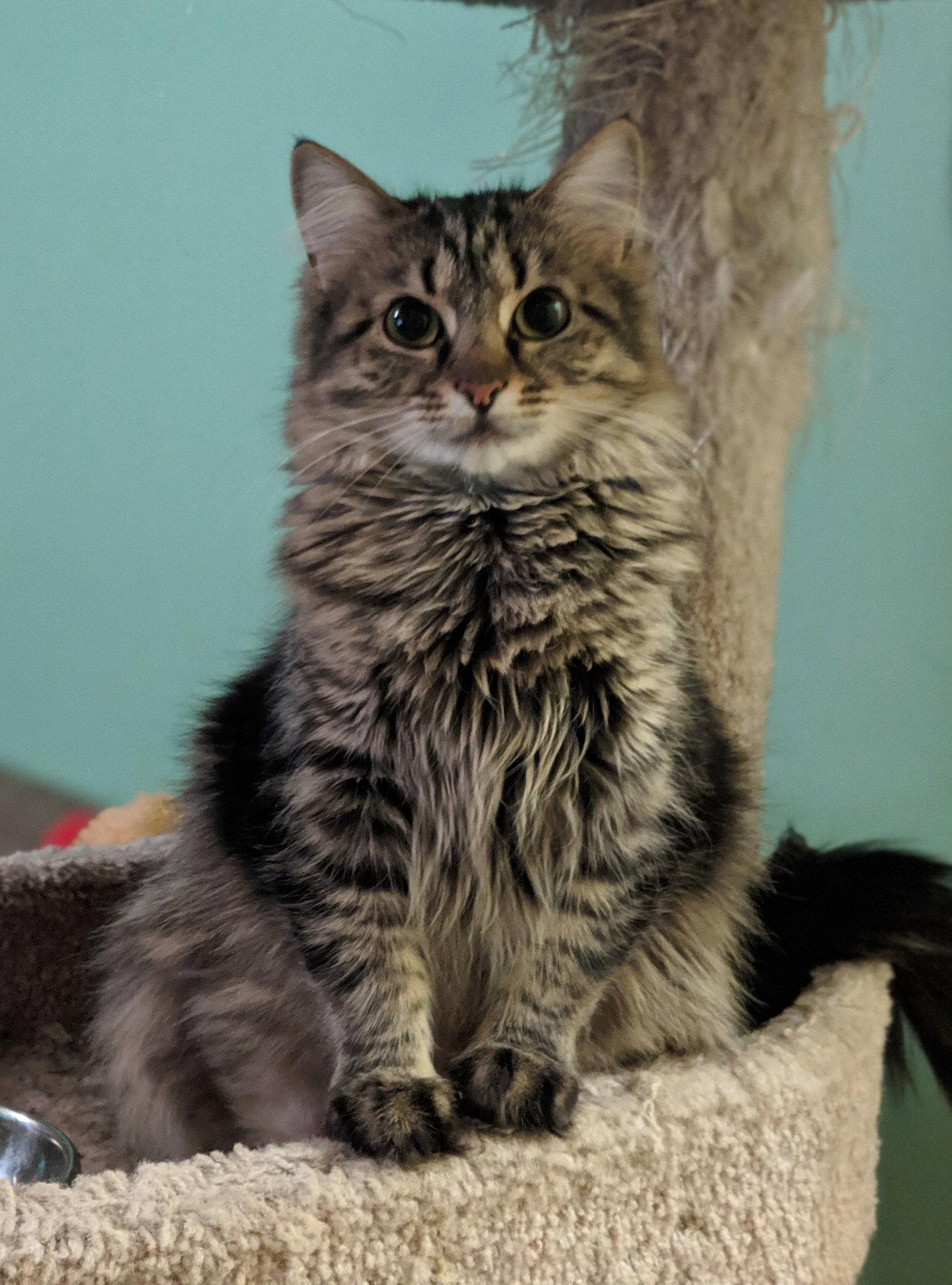 C51 Litter-Nutmeg, mom - ADOPTED, Adopted, Young Female Domestic Medium Hair & Tabby.