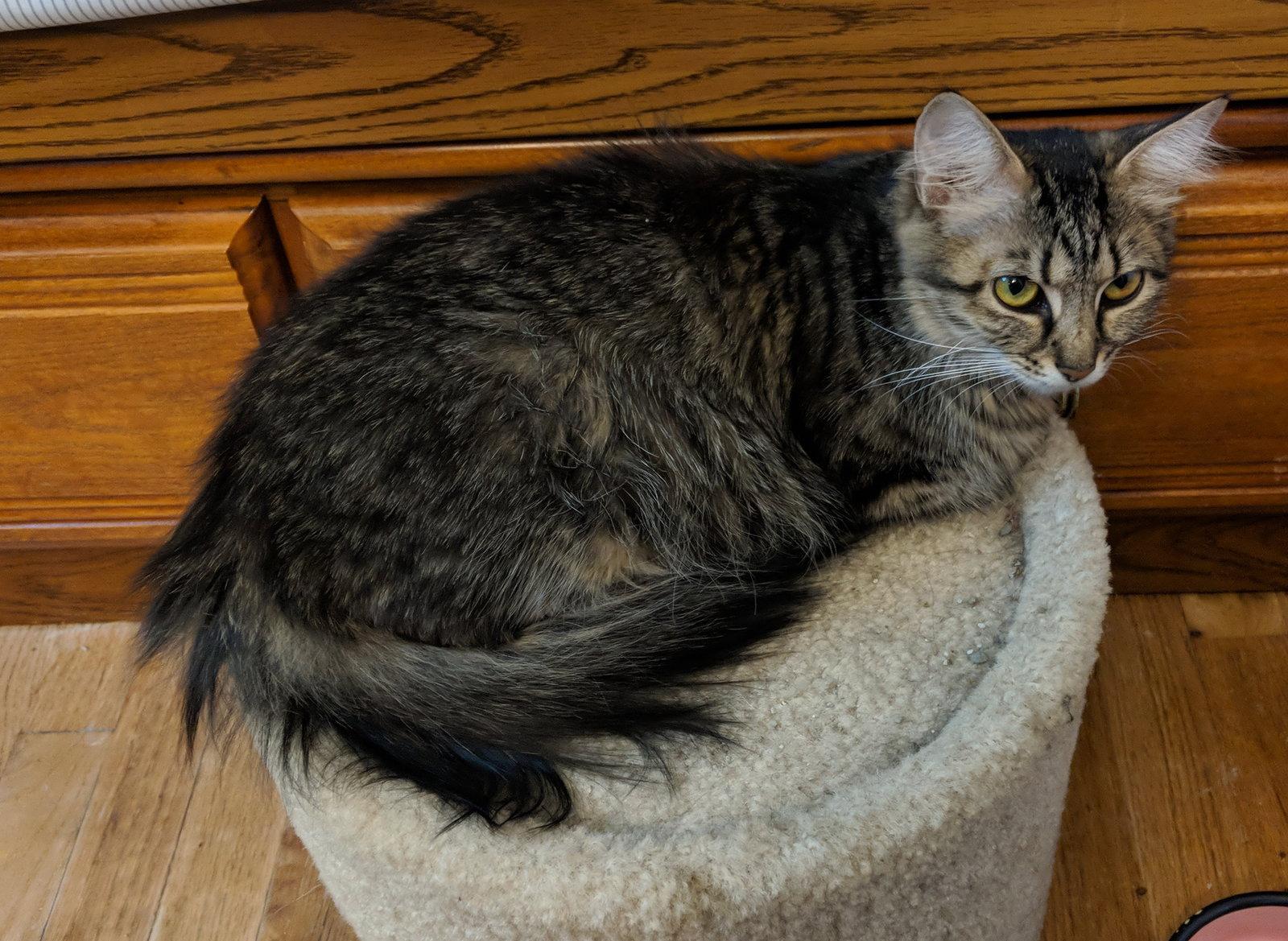 Enlarge C51 Litter-Nutmeg, mom - ADOPTED, a Adopted mixed breed in Livonia, MI image 2/3