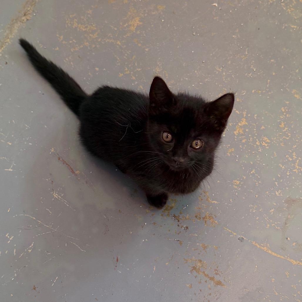 C26-020 Sapphire, Adoptable, Young Female American Shorthair.