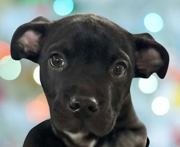 Capone, ADOPTABLE, Puppy Male Mixed Breed.