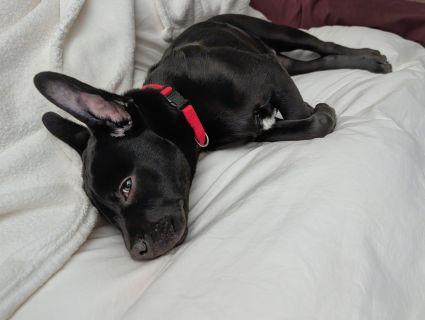 Enlarge Capone, a ADOPTABLE Mixed Breed in Schaumburg, IL image 2/4