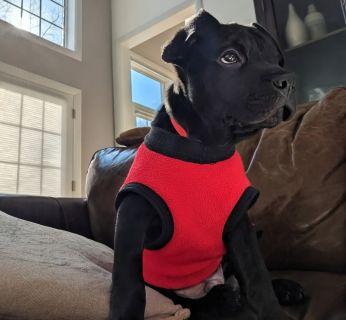 Enlarge Capone, a ADOPTABLE Mixed Breed in Schaumburg, IL image 4/4