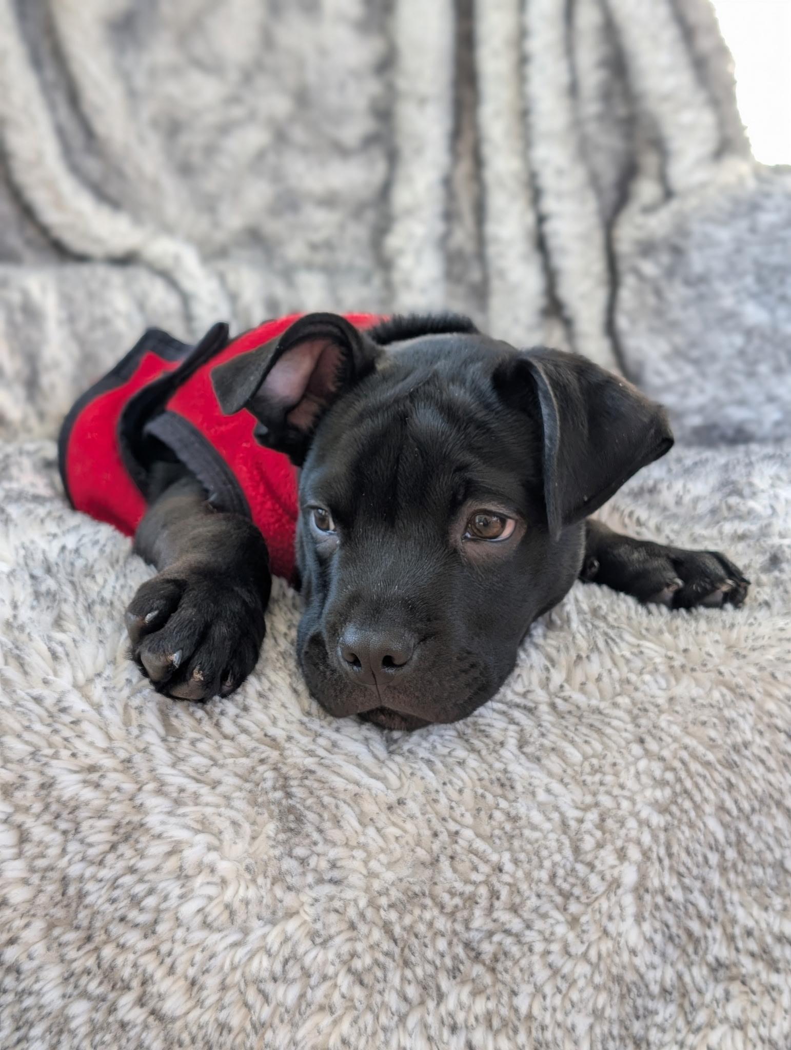 Enlarge Capone, a ADOPTABLE Mixed Breed in Schaumburg, IL image 3/4