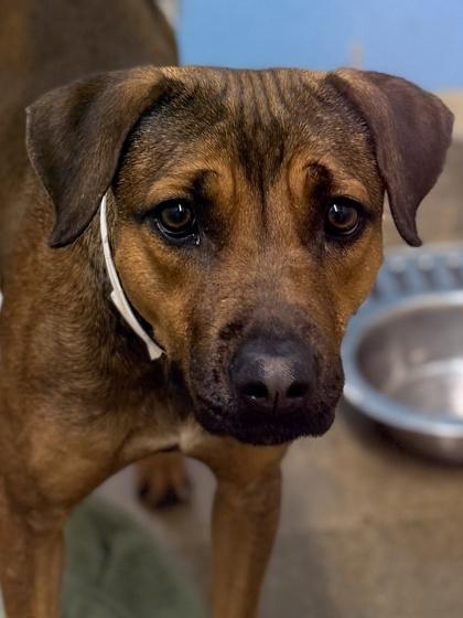 Gatie aka Gates, Adoptable, Adult Female Mixed Breed & Mixed Breed.