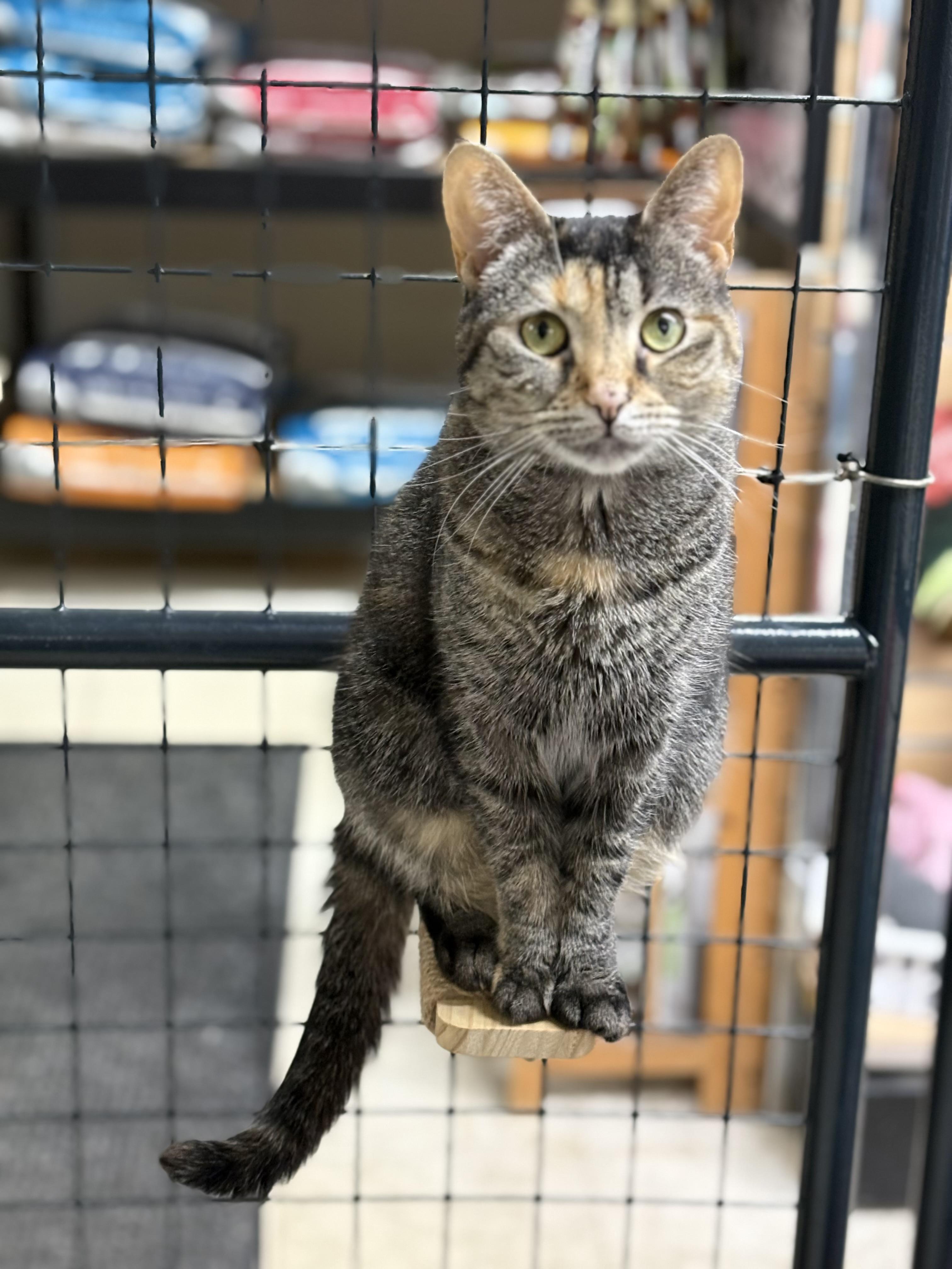 Dottie, adopted, Adult Female Domestic Short Hair.