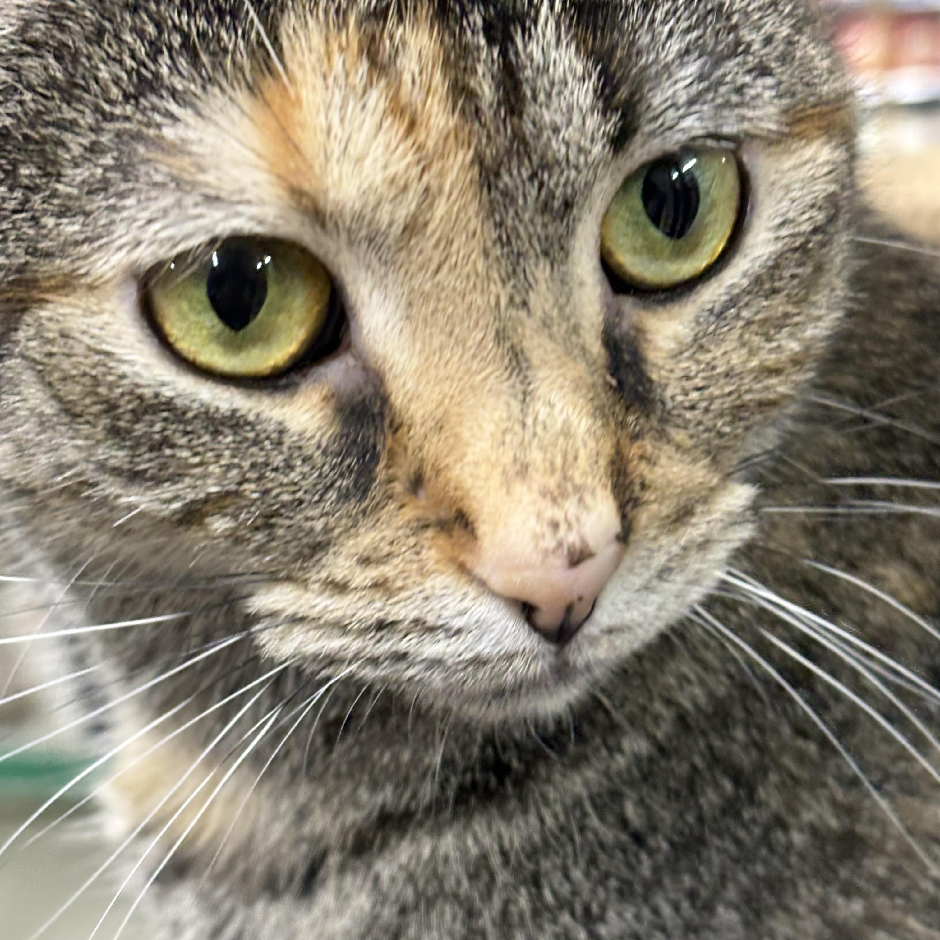 Enlarge Dottie, an adopted Domestic Short Hair in Troy, NY image 2/2