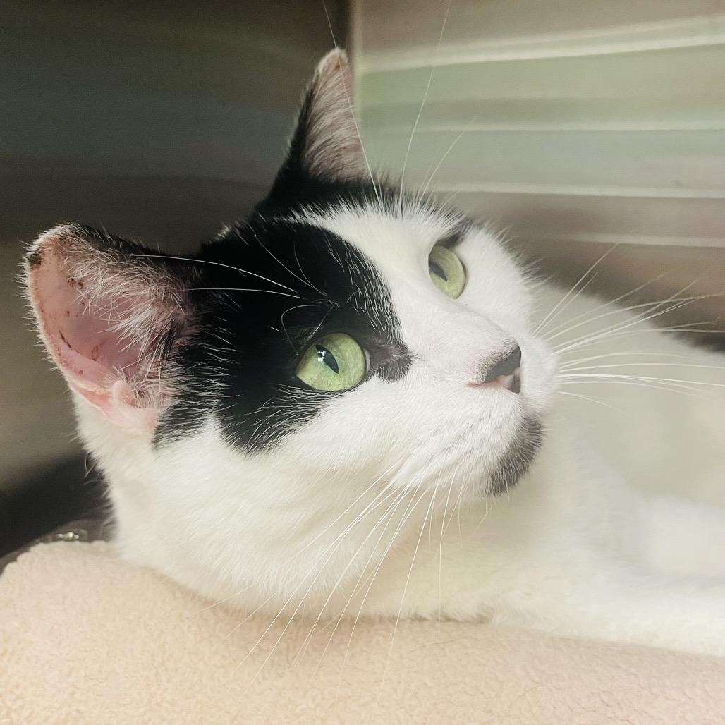 Moon Pie aka MooMoo, Adoptable, Adult Female Domestic Short Hair.