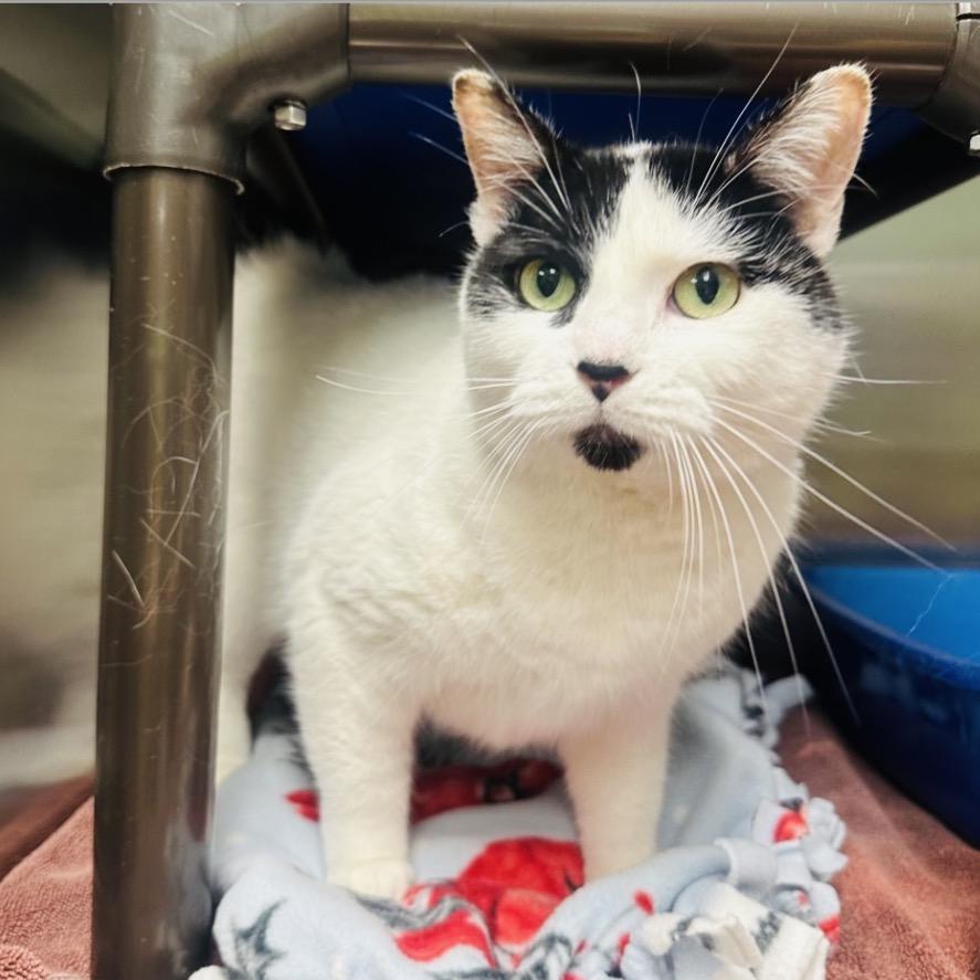 Enlarge Moon Pie aka MooMoo, a Adoptable Domestic Short Hair in Columbia Station, OH image 2/2