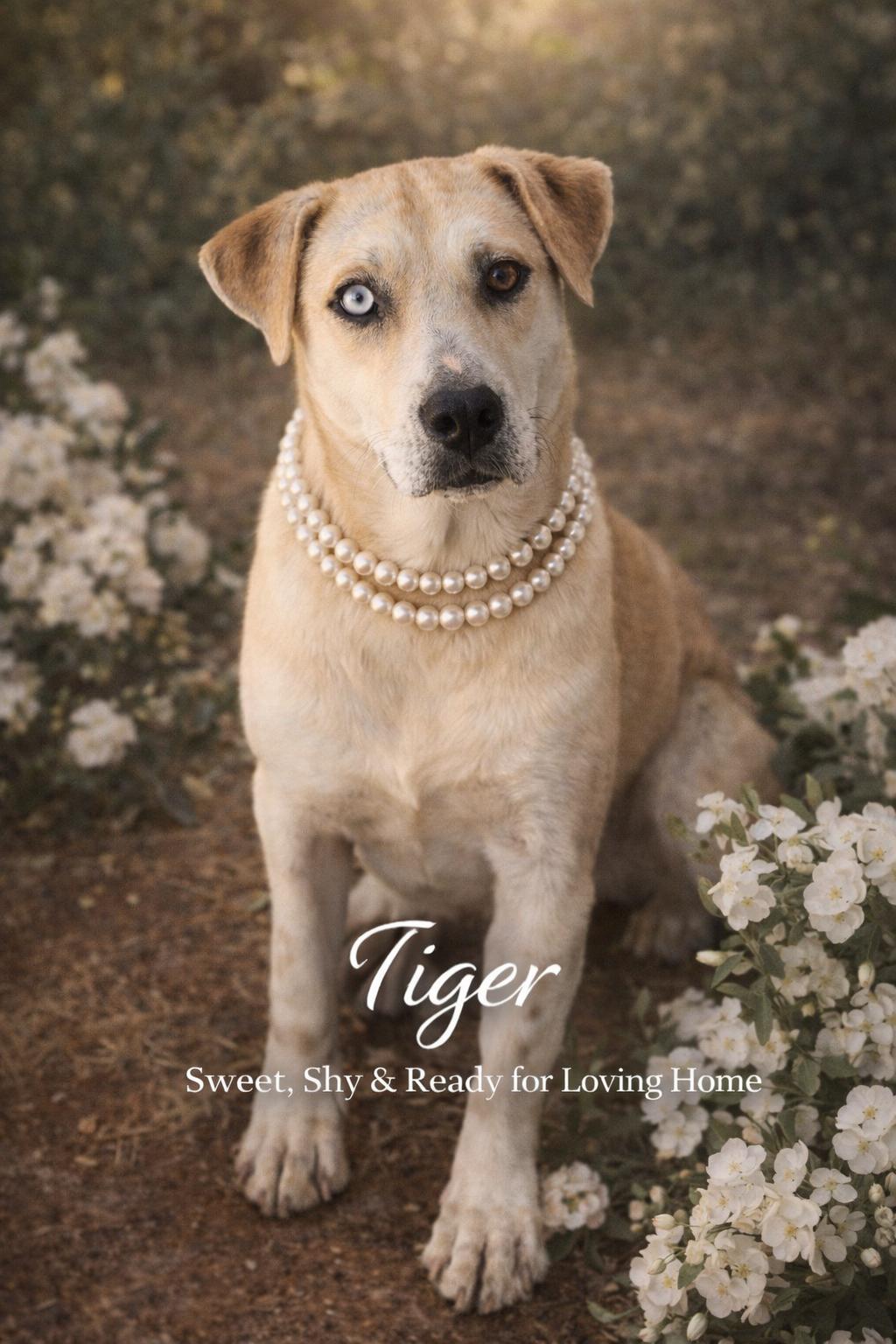 Tiger, a ADOPTABLE mixed breed in Livingston, TX image 2/2