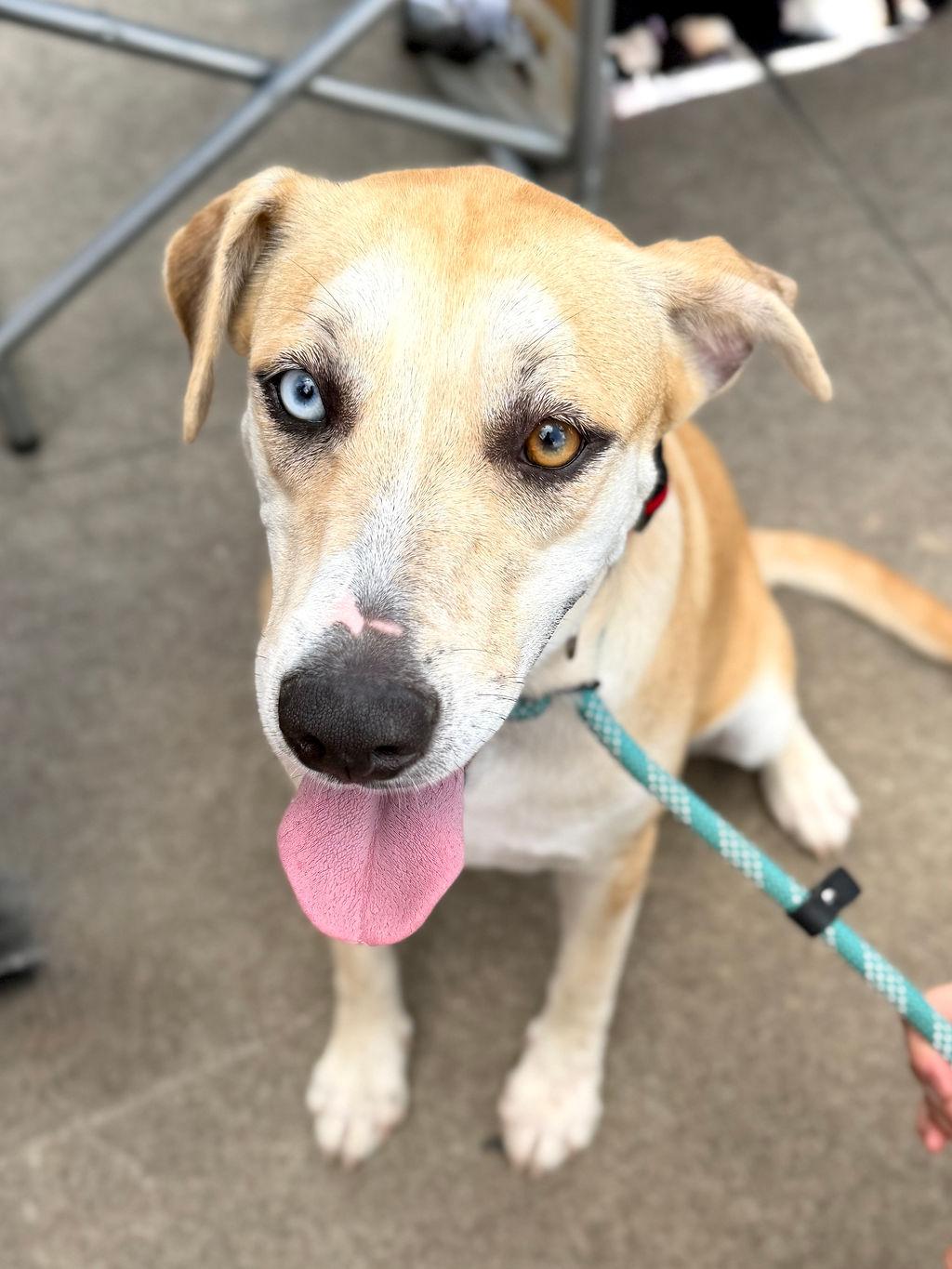 Enlarge Tiger, an adoptable mixed breed in Livingston, TX image 2/3