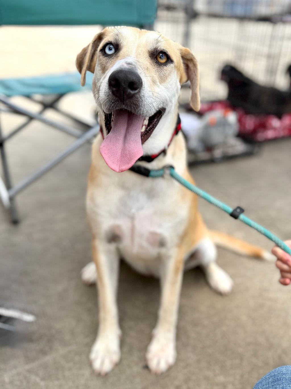 Tiger, adoptable, Young Female Catahoula Leopard Dog & Mixed Breed.