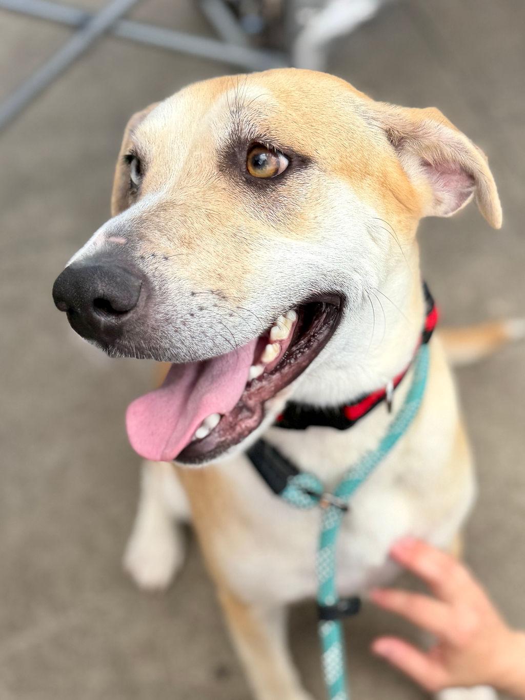 Enlarge Tiger, an adoptable mixed breed in Livingston, TX image 3/3