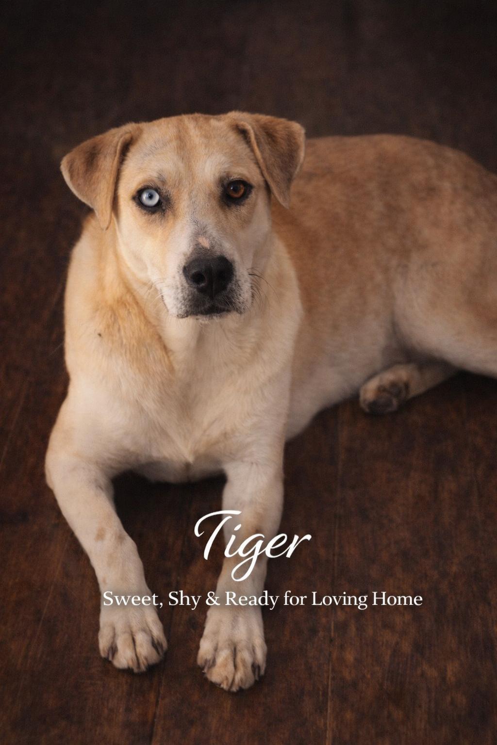 Tiger, a ADOPTABLE mixed breed in Livingston, TX image 1/2
