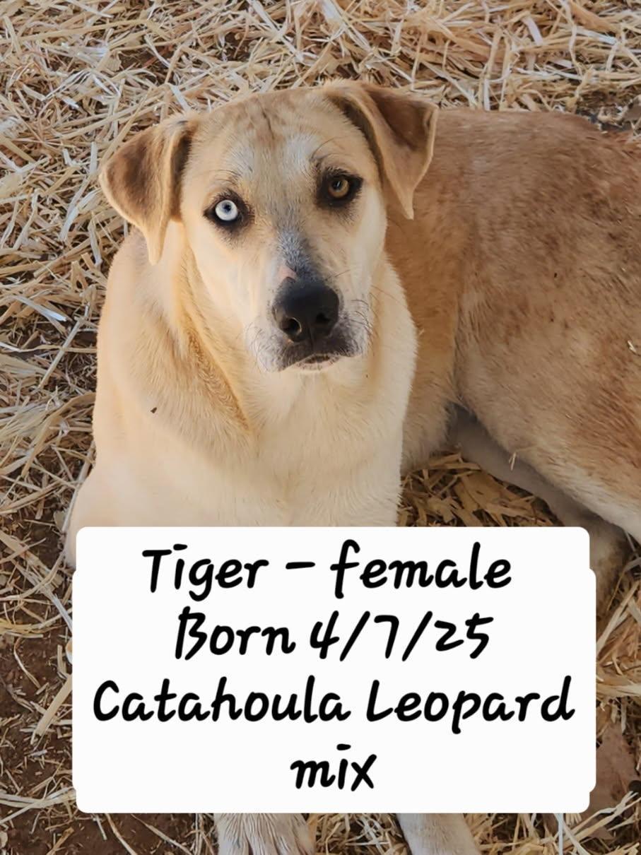 Tiger, ADOPTABLE, Young Female Catahoula Leopard Dog & Black Mouth Cur.